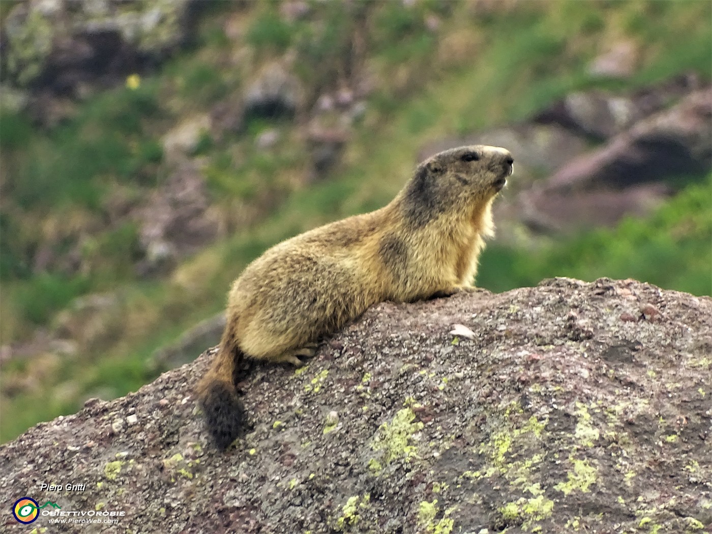 82 Marmotta in comoda sentinella su grosso masso.JPG